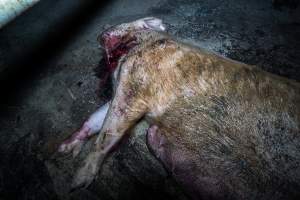 Dead sow with gashed neck outside shed - Captured at Van der Drift & Sons Piggery, Macorna VIC Australia.