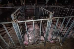 Boars in boar stalls - Captured at Maysleith Piggery - Farm 1, Rushworth VIC Australia.