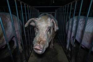 Boars in boar stalls - Captured at Maysleith Piggery - Farm 1, Rushworth VIC Australia.