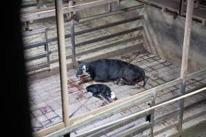 A cow and her calf in slaughterhouse holding pens - Captured at Greenmountain Food Processing, Coominya QLD Australia.