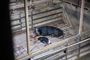 A cow and her calf in slaughterhouse holding pens - Captured at Greenmountain Food Processing, Coominya QLD Australia.