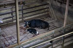 A cow and her calf in slaughterhouse holding pens - Captured at Greenmountain Food Processing, Coominya QLD Australia.