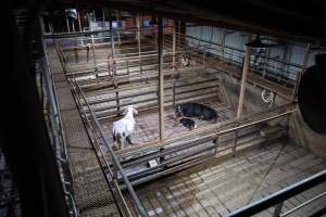 A cow and her calf in slaughterhouse holding pens - Captured at Greenmountain Food Processing, Coominya QLD Australia.