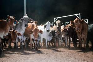 Cows in outdoor holding pens - Captured at Greenmountain Food Processing, Coominya QLD Australia.