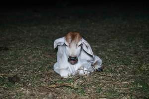Calf in field at slaughterhouse - Captured at Greenmountain Food Processing, Coominya QLD Australia.