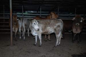 Cow in slaughterhouse holding pen - Captured at Carey Bros Abattoir, Yangan QLD Australia.