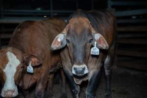Cow in slaughterhouse holding pen - Captured at Carey Bros Abattoir, Yangan QLD Australia.