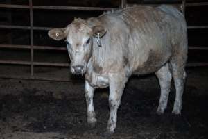 Cow in slaughterhouse holding pen - Captured at Carey Bros Abattoir, Yangan QLD Australia.