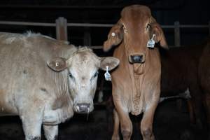 Cow in slaughterhouse holding pen - Captured at Carey Bros Abattoir, Yangan QLD Australia.