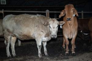 Cow in slaughterhouse holding pen - Captured at Carey Bros Abattoir, Yangan QLD Australia.