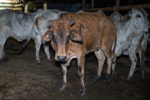 Cow in slaughterhouse holding pen - Captured at Carey Bros Abattoir, Yangan QLD Australia.