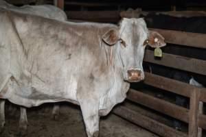 Cow in slaughterhouse holding pen - Captured at Carey Bros Abattoir, Yangan QLD Australia.