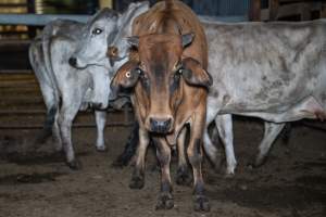 Cow in slaughterhouse holding pen - Captured at Carey Bros Abattoir, Yangan QLD Australia.