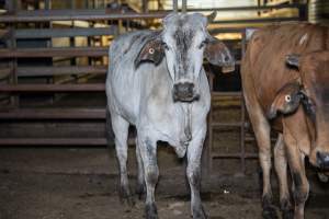 Cow in slaughterhouse holding pen - Captured at Carey Bros Abattoir, Yangan QLD Australia.