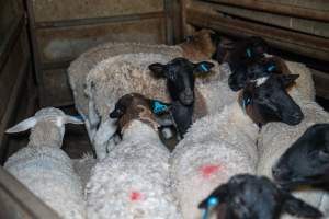 Sheep in slaughterhouse holding pen - Captured at Carey Bros Abattoir, Yangan QLD Australia.