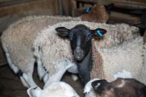 Sheep in slaughterhouse holding pen - Captured at Carey Bros Abattoir, Yangan QLD Australia.