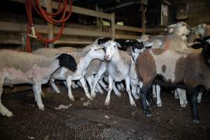 Sheep in slaughterhouse holding pen - Captured at Carey Bros Abattoir, Yangan QLD Australia.