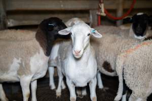 Sheep in slaughterhouse holding pen - Captured at Carey Bros Abattoir, Yangan QLD Australia.