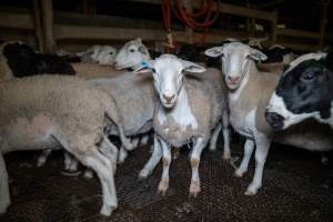 Sheep in slaughterhouse holding pen - Captured at Carey Bros Abattoir, Yangan QLD Australia.