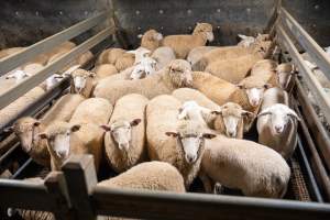 Sheep in slaughterhouse holding pen - Captured at Carey Bros Abattoir, Yangan QLD Australia.
