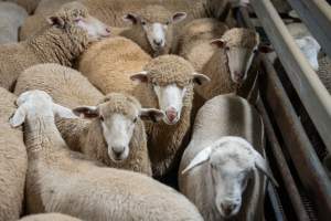 Sheep in slaughterhouse holding pen - Captured at Carey Bros Abattoir, Yangan QLD Australia.