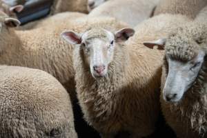 Sheep in slaughterhouse holding pen - Captured at Carey Bros Abattoir, Yangan QLD Australia.