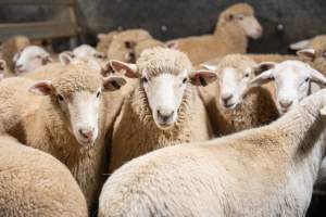 Sheep in slaughterhouse holding pen - Captured at Carey Bros Abattoir, Yangan QLD Australia.