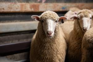 Sheep in slaughterhouse holding pen - Captured at Carey Bros Abattoir, Yangan QLD Australia.