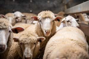 Sheep in slaughterhouse holding pen - Captured at Carey Bros Abattoir, Yangan QLD Australia.