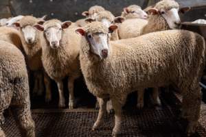 Sheep in slaughterhouse holding pen - Captured at Carey Bros Abattoir, Yangan QLD Australia.