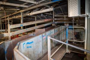 Race into slaugtherhouse kill room - Captured at Carey Bros Abattoir, Yangan QLD Australia.
