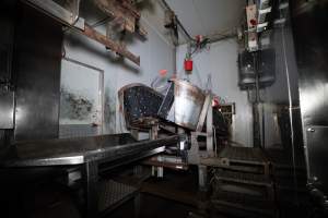 V-restraint and tip-out inside slaughterhouse kill room - Captured at Carey Bros Abattoir, Yangan QLD Australia.