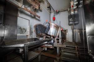 V-restraint and tip-out inside slaughterhouse kill room - Captured at Carey Bros Abattoir, Yangan QLD Australia.