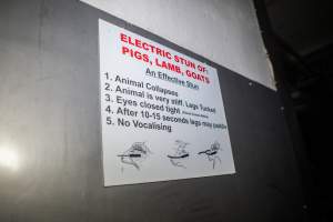 Sign with signs of an 'efective stun' - Captured at Carey Bros Abattoir, Yangan QLD Australia.