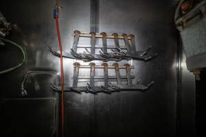 Shackles hanging up in slaughterhouse kill room - Captured at Carey Bros Abattoir, Yangan QLD Australia.