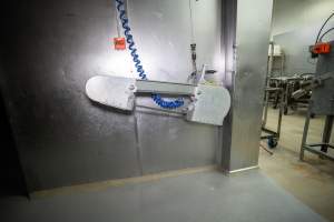 Saw in slaughterhouse kill room - Captured at Carey Bros Abattoir, Yangan QLD Australia.