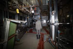 Investigator walking around slaughterhouse kill room - Captured at Carey Bros Abattoir, Yangan QLD Australia.