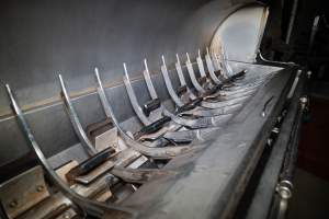 Inside dehairing machine - Captured at Carey Bros Abattoir, Yangan QLD Australia.