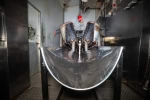 Sticking bench at end of restraint in slaughterhouse kill room - Captured at Carey Bros Abattoir, Yangan QLD Australia.