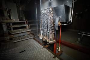 Shackles hanging up in slaughterhouse kill room - Captured at Carey Bros Abattoir, Yangan QLD Australia.