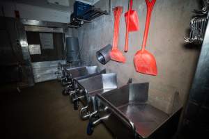Overview of slaughterhouse kill room - Captured at Carey Bros Abattoir, Yangan QLD Australia.