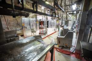 Overview of slaughterhouse kill room - Captured at Carey Bros Abattoir, Yangan QLD Australia.