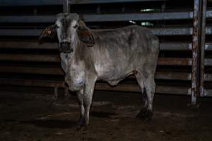 Cow in slaughterhouse holding pen - Captured at Carey Bros Abattoir, Yangan QLD Australia.