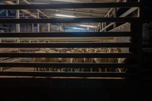 Sheep in slaughterhouse holding pen - Captured at Carey Bros Abattoir, Yangan QLD Australia.