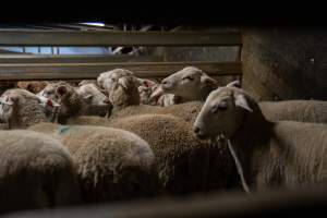 Sheep in slaughterhouse holding pen - Captured at Carey Bros Abattoir, Yangan QLD Australia.