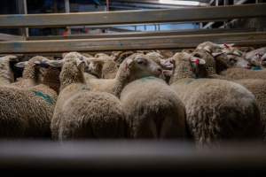 Sheep in slaughterhouse holding pen - Captured at Carey Bros Abattoir, Yangan QLD Australia.