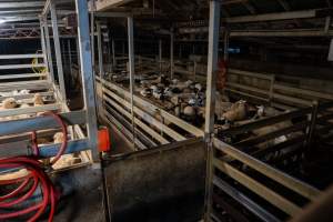 Sheep in slaughterhouse holding pens - Captured at Carey Bros Abattoir, Yangan QLD Australia.