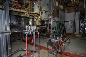 Kill room - Captured at Carey Bros Abattoir, Yangan QLD Australia.