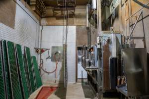 Knockbox tip-out area - For cows/cattle and large pigs - Captured at Carey Bros Abattoir, Yangan QLD Australia.