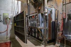 Knockbox tip-out area - For cows/cattle and large pigs - Captured at Carey Bros Abattoir, Yangan QLD Australia.